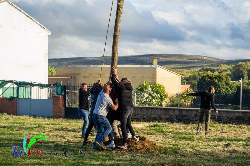 Los Quintos de Tábara Reviven una Tradición Centenaria Plantando el Mayo en el Parque de la Cañada 17
