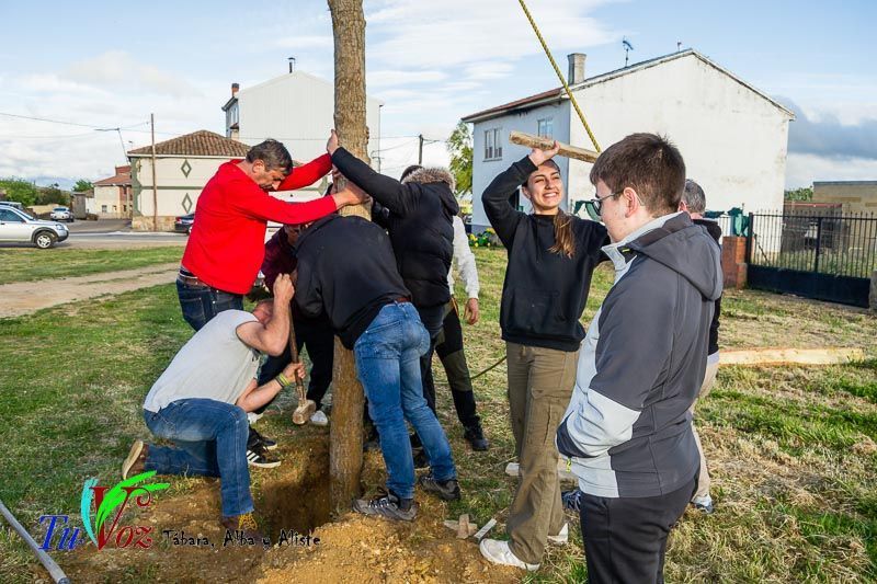 Los Quintos de Tábara Reviven una Tradición Centenaria Plantando el Mayo en el Parque de la Cañada 19