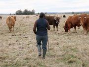 Agricultura, Ganadería y Desarrollo Rural comunica a ganaderos y veterinarios el nuevo protocolo a seguir ante la Enfermedad Hemorrágica Epizoótica