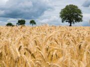 Agricultura, Ganadería y Desarrollo Rural convoca la I Edición del Premio LEADER de Castilla y León 2024
