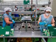 La Junta apoya con 450.000 euros a las cooperativas para que aumenten su tamaño y mejore así el equilibrio de la cadena alimentaria