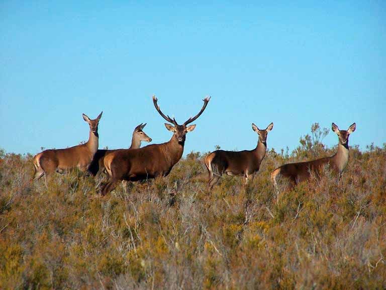 Los procuradores socialistas de Zamora preguntan la Junta por los ciervos muertos en Sanabria y la Carballeda 1