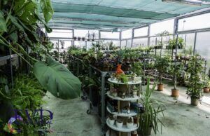 El Vivero Anga de Tábara, epicentro de la Jardinería y la Sostenibilidad, estrena nuevas instalaciones