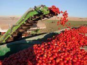 Cerca de 50 nuevos agricultores de tierras de cultivo de secano, arroz y tomate de industria en Castilla y León recibirán la ayuda extraordinaria de más de 100.000 euros