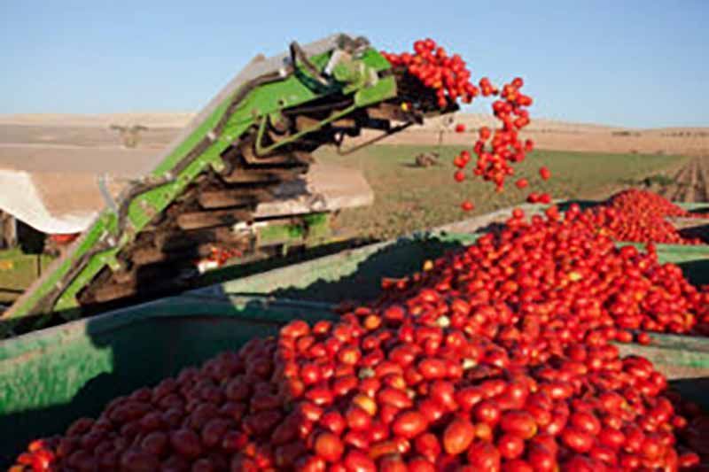 Cerca de 50 nuevos agricultores de tierras de cultivo de secano, arroz y tomate de industria en Castilla y León recibirán la ayuda extraordinaria de más de 100.000 euros 1
