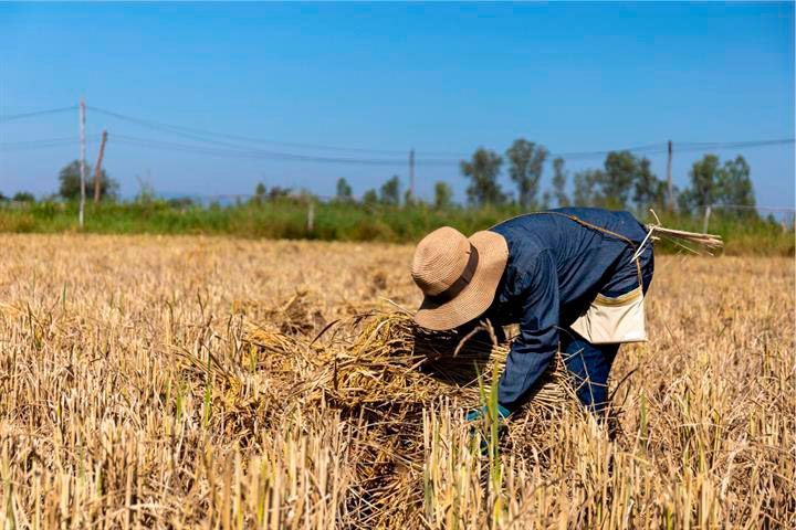 El Ministerio de Agricultura, Pesca y Alimentación asigna 18,74 millones de euros de la reserva nacional de ayuda básica a la renta para la sostenibilidad 1