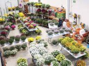 Reserva tus crisantemos y tus centros ahora en Vivero Anga y honra a tus seres queridos en su día especial