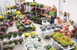 Reserva tus crisantemos y tus centros ahora en Vivero Anga y honra a tus seres queridos en su día especial