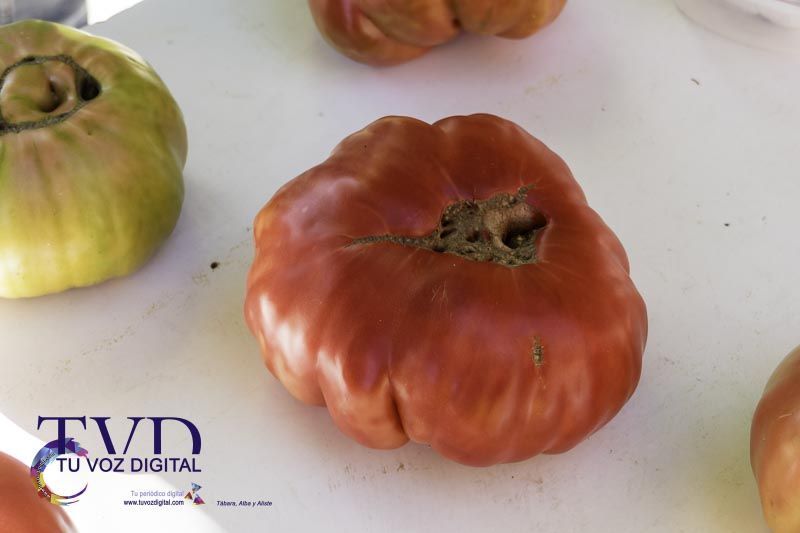 La Feria del Tomate en Tábara: Un Festival de Sabor y Tradición 16