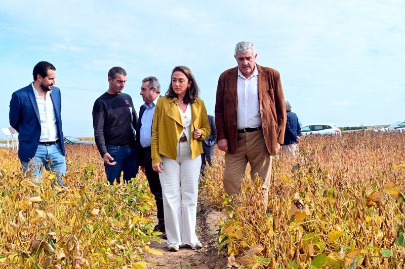 La Junta muestra las posibilidades de la soja como un cultivo alternativo para el regadío y de interés para la industria transformadora de Castilla y León 1