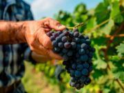 La vendimia finaliza en Castilla y León con una buena calidad de la uva y una producción de 274 millones de kilos