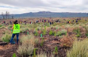Reforestación y memoria en Tábara: CNT impulsa la vida en la Sierra de la Culebra