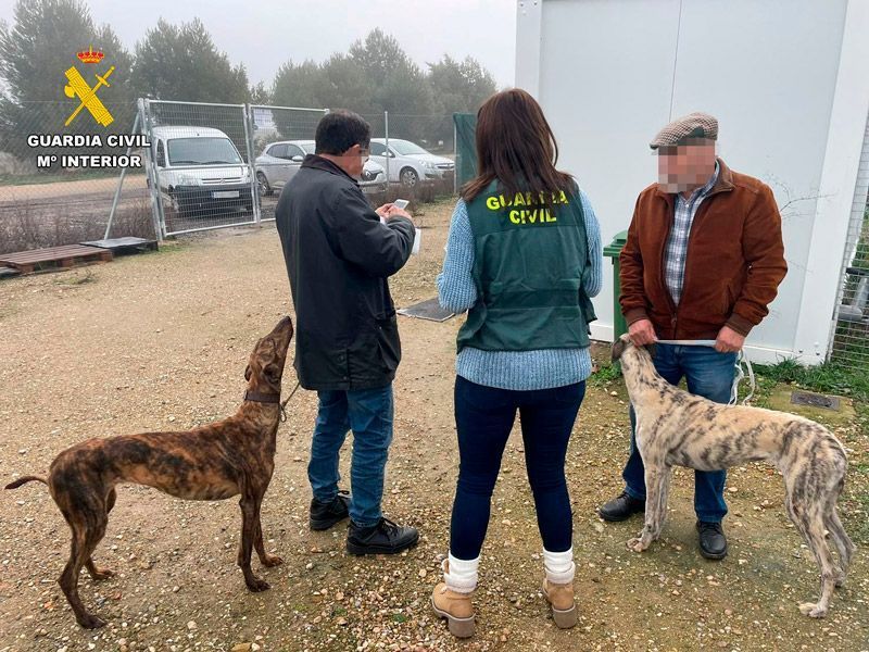 Una operación de la Guardia Civil de Zamora permite la investigación de trece personas por el robo de galgos 1