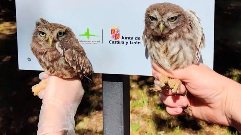 La Junta reformará y ampliará el Centro de Recepción de Fauna de Zamora con más de 100.000 euros de inversión 1