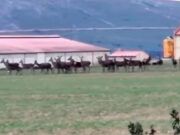 Los problemas de la fauna salvaje en la Sierra de la Culebra: una realidad sufrida día a día por los agricultores y ganaderos