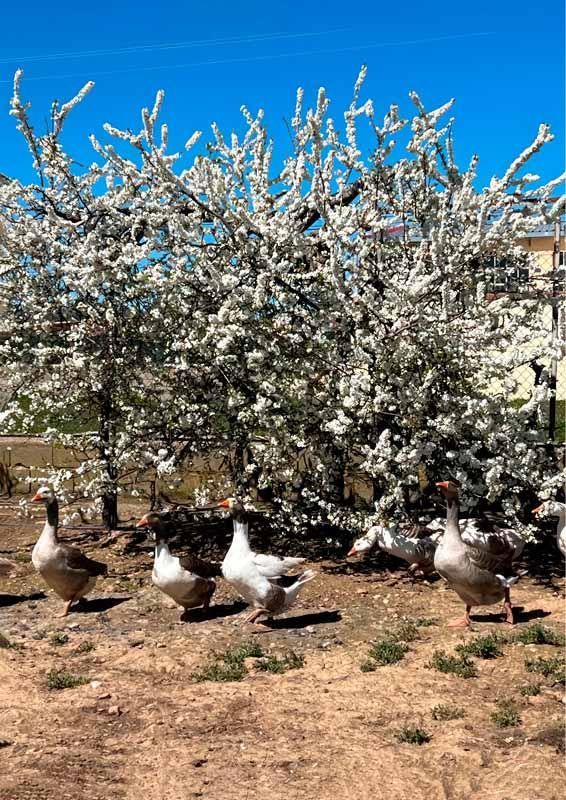 La primavera florece en imágenes: Magius expone las 43 mejores instantáneas de Tábara 2