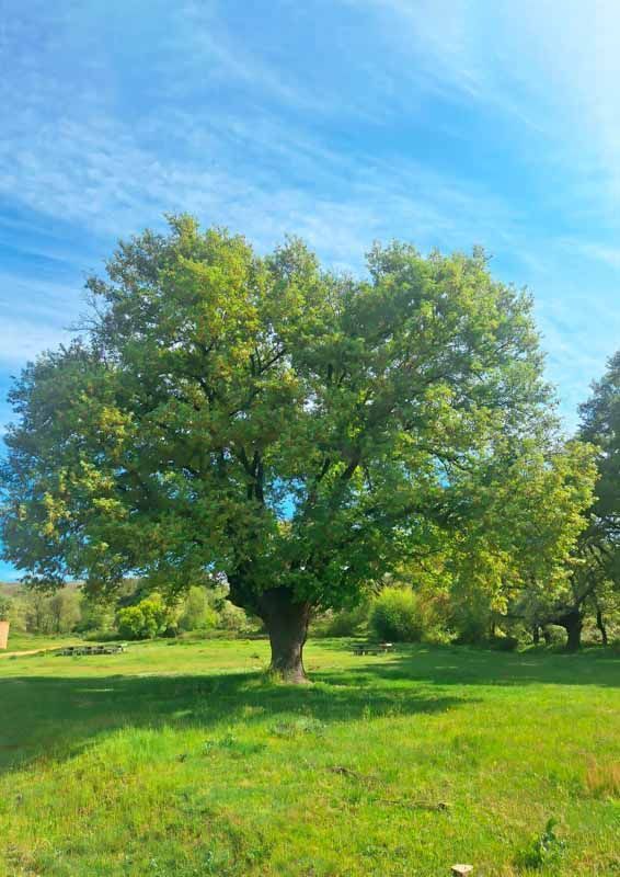 La primavera florece en imágenes: Magius expone las 43 mejores instantáneas de Tábara 13