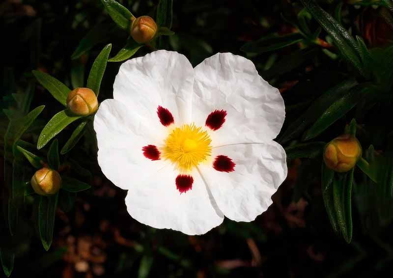 La primavera florece en imágenes: Magius expone las 43 mejores instantáneas de Tábara 20