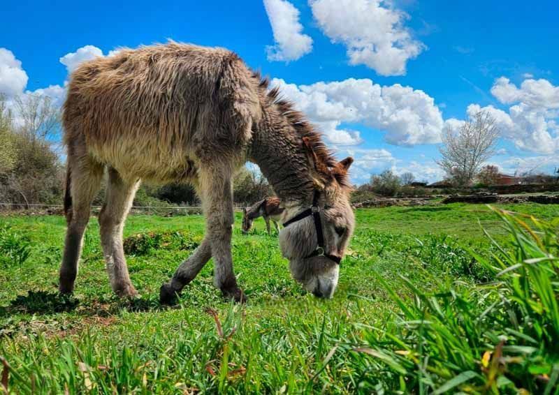 La primavera florece en imágenes: Magius expone las 43 mejores instantáneas de Tábara 24