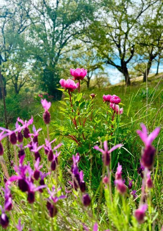 La primavera florece en imágenes: Magius expone las 43 mejores instantáneas de Tábara 23