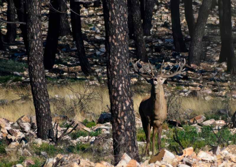 La primavera florece en imágenes: Magius expone las 43 mejores instantáneas de Tábara 33