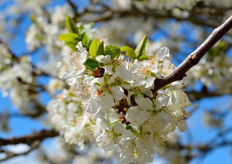 La primavera florece en imágenes: Magius expone las 43 mejores instantáneas de Tábara 27