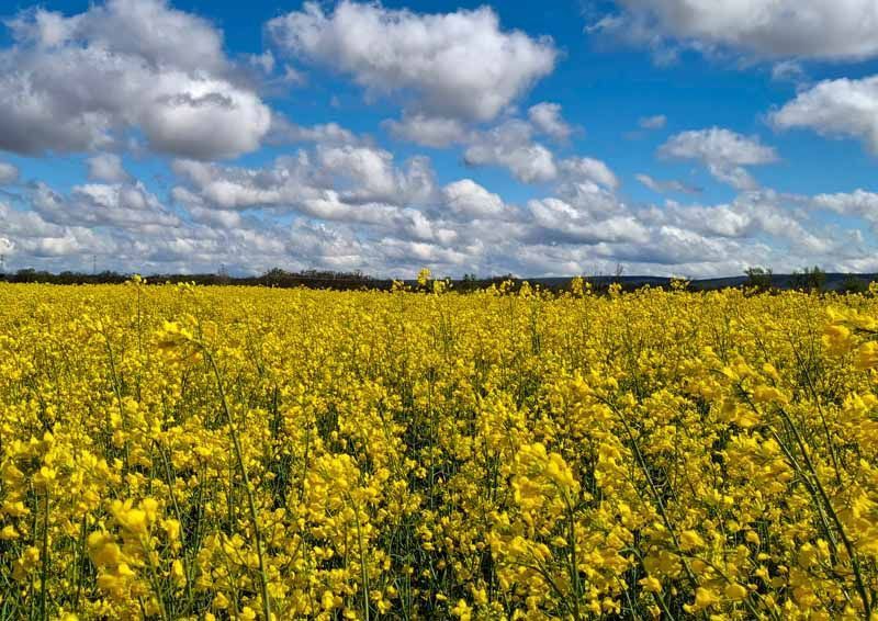 La primavera florece en imágenes: Magius expone las 43 mejores instantáneas de Tábara 34