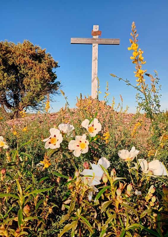 La primavera florece en imágenes: Magius expone las 43 mejores instantáneas de Tábara 35