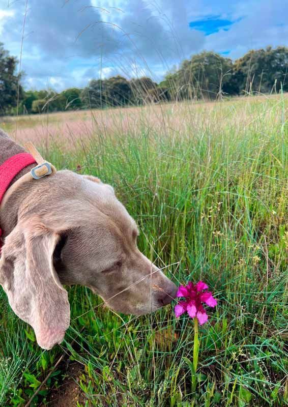 La primavera florece en imágenes: Magius expone las 43 mejores instantáneas de Tábara 38