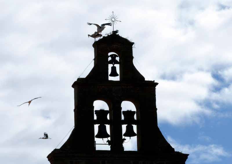 La primavera florece en imágenes: Magius expone las 43 mejores instantáneas de Tábara 39