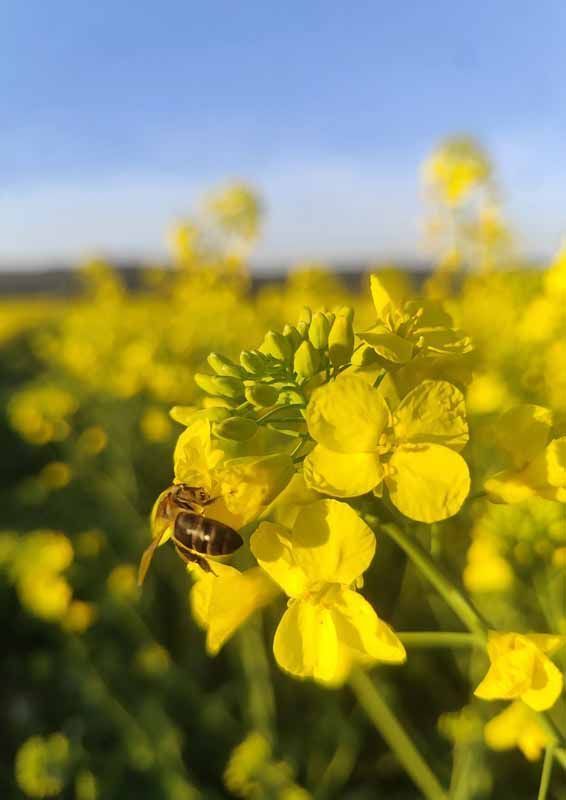 La primavera florece en imágenes: Magius expone las 43 mejores instantáneas de Tábara 6