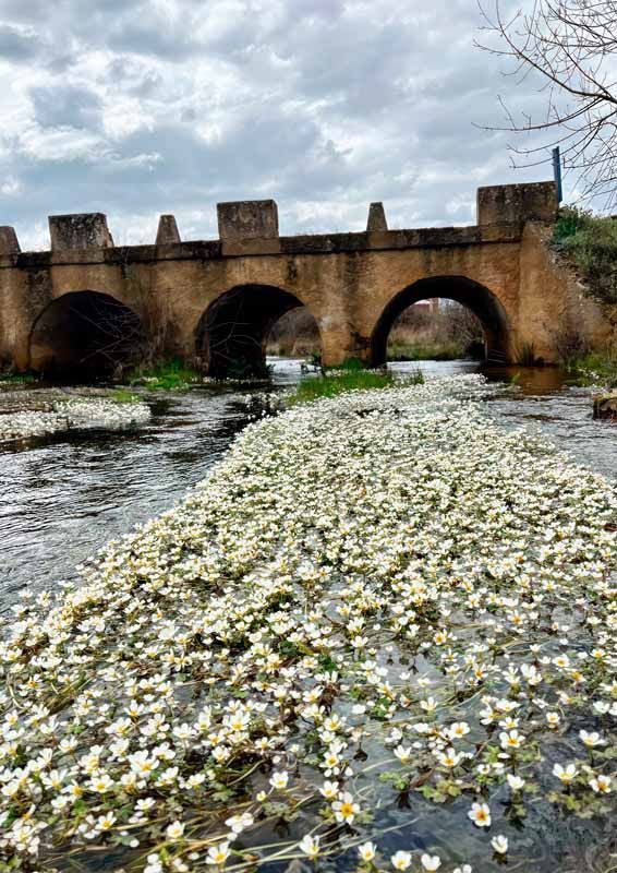 La primavera florece en imágenes: Magius expone las 43 mejores instantáneas de Tábara 10