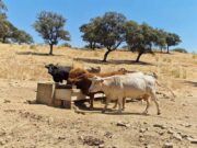 El Gobierno destina más de 1,9 millones de euros a Castilla y León para programas de sanidad vegetal y animal