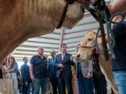 Mañueco anuncia un plan para reforzar la ganadería extensiva de Castilla y León y destaca que todos los agricultores y ganaderos afectados por los incendios recibirán ayudas de la Junta