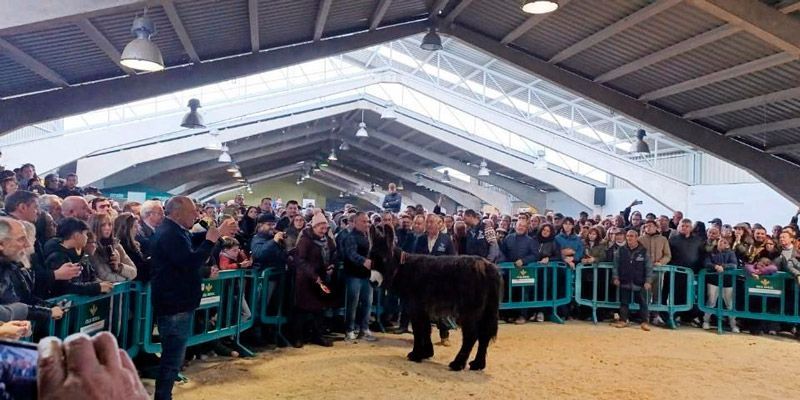 La Diputación de Zamora concede 20.000 euros en ayudas a ayuntamientos de menos de 5.000 habitantes para la organización de certámenes ganaderos 1