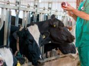 El Gobierno autoriza el reparto entre las comunidades autónomas de 7,4 millones de euros para sanidad animal
