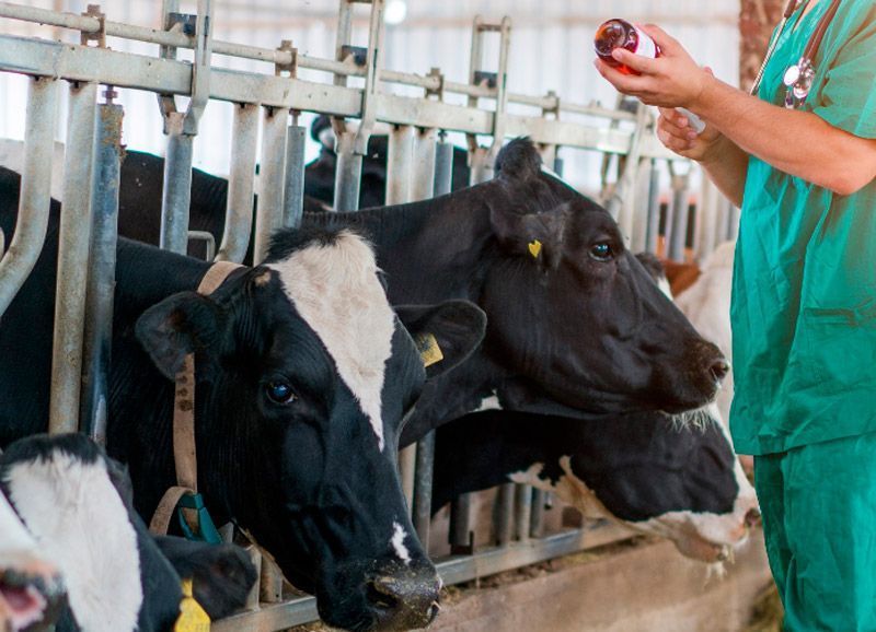 El Gobierno autoriza el reparto entre las comunidades autónomas de 7,4 millones de euros para sanidad animal 1