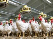 Notificado un foco de Influenza Aviar en una granja de pollos en Ataquines, Valladolid