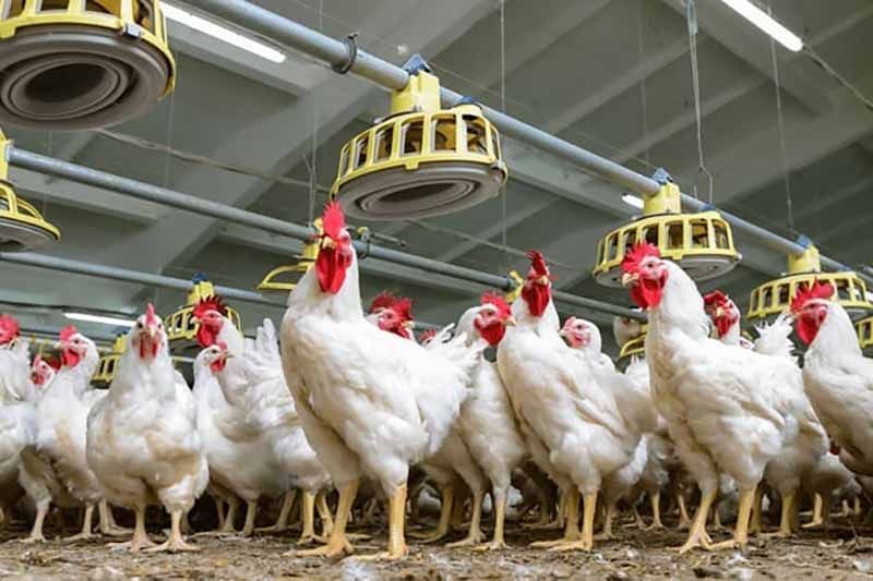 Notificado un foco de Influenza Aviar en una granja de pollos en Ataquines, Valladolid 1