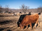 La Junta publica el formulario de declaración responsable para acceder a la ayuda para el suministro de alimento a ganaderías afectadas por los grandes incendios