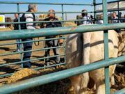 La Junta suspenderá a partir del sábado y por un plazo de quince días naturales las ferias y mercados de ganado de la Comunidad para reforzar la prevención frente a la Dermatosis Nodular Contagiosa