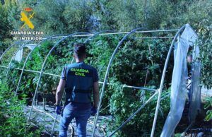 Dos detenidos y desarticulación de un punto de cultivo de cannabis y posterior tráfico de estupefacientes en La Bañeza