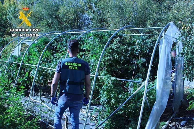 Dos detenidos y desarticulación de un punto de cultivo de cannabis y posterior tráfico de estupefacientes en La Bañeza 1