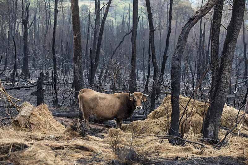 El Gobierno inicia hoy el pago de más de 8,7 millones de euros en ayudas directas a agricultores y ganaderos de Castilla y León afectados por los grandes incendios forestales 1