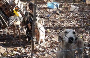 La Guardia Civil investiga a una persona por un delito de maltrato animal en la comarca de Tierra del Vino (Zamora)