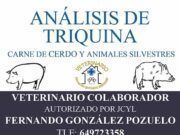 Recogida diaria de muestras para detectar triquina en Tábara.