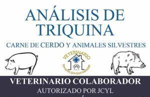 Recogida diaria de muestras para detectar triquina en Tábara.