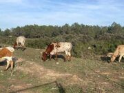 El plazo para solicitar las ayudas de la Política Agraria Común (PAC) para 2026 comienza el próximo 2 de febrero