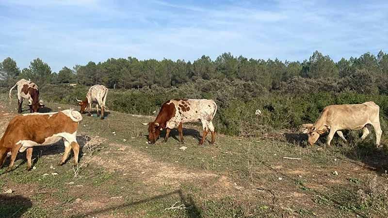 El plazo para solicitar las ayudas de la Política Agraria Común (PAC) para 2026 comienza el próximo 2 de febrero 1