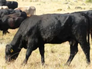 La Junta prorroga las medidas de prevención frente a la Dermatosis Nodular Contagiosa hasta el 31 de mayo